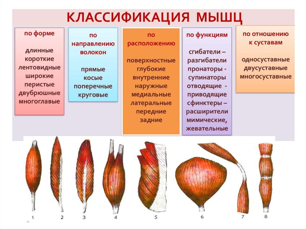 Мышцы виды. Классификация скелетных мышц по направлению волокон. Классификация мышц по направлению мышечных волокон. Классификация скелетных мышц анатомия. Классификация скелетных мышц по функции.