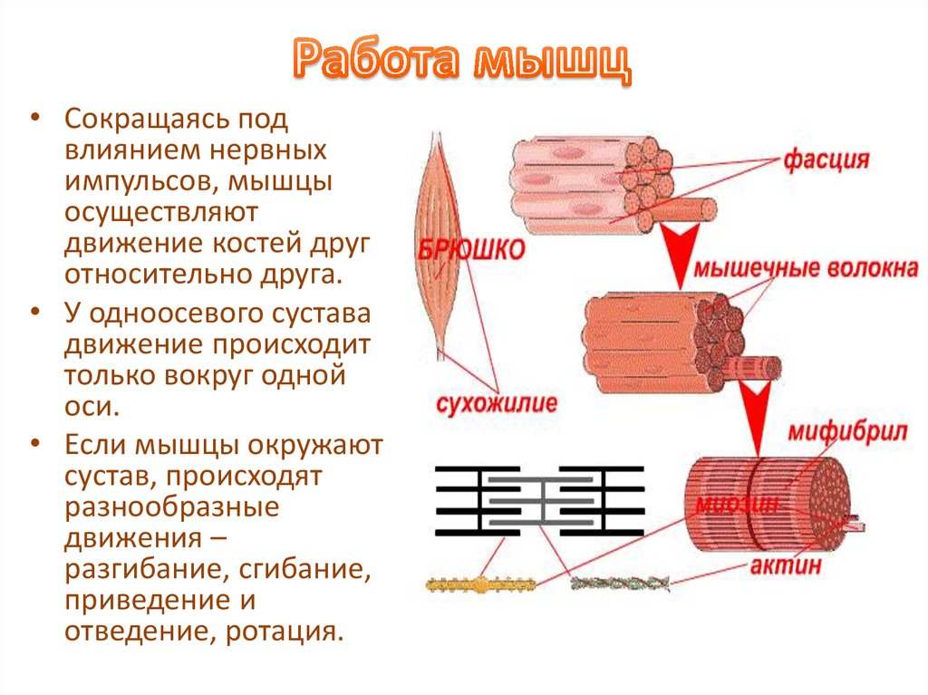 Схема работы мышц