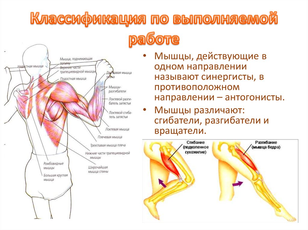 Основные работы мышц. Классификация ромбовидной мышцы. Классификация мышц сгибателей. Классификация мышц плеча. Мышцы сгибатели плеча.