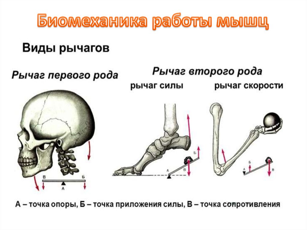 Рычаги в организме человека презентация