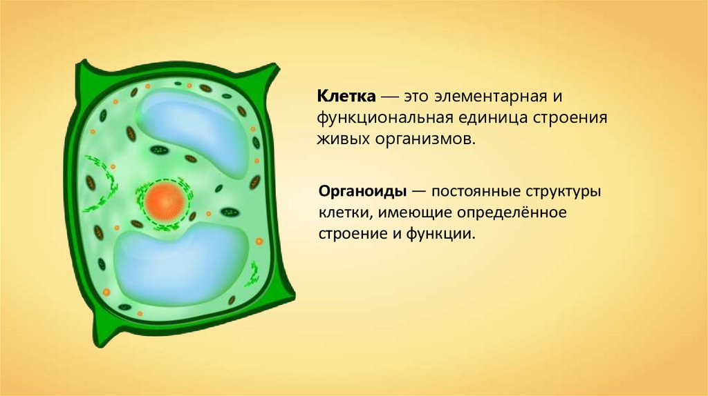 Особенности растительной клетки жизнедеятельность клетки