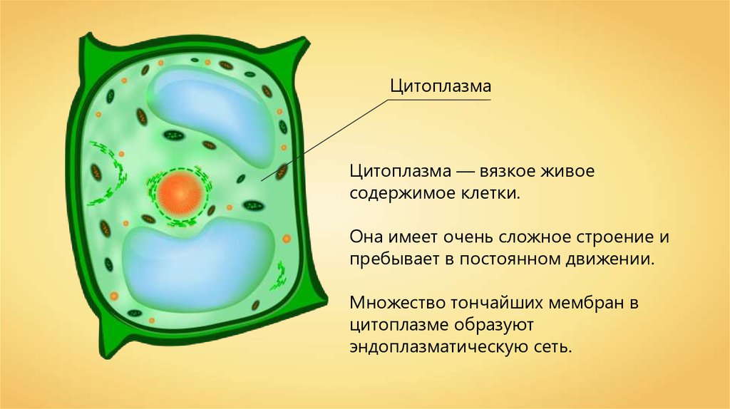 Растительная клетка термины. Цитоплазма у клеток растений 6 класс. Цитоплазма растительной клетки 6 класс. Как выглядит цитоплазма клетки. Строение цитоплазмы биология.