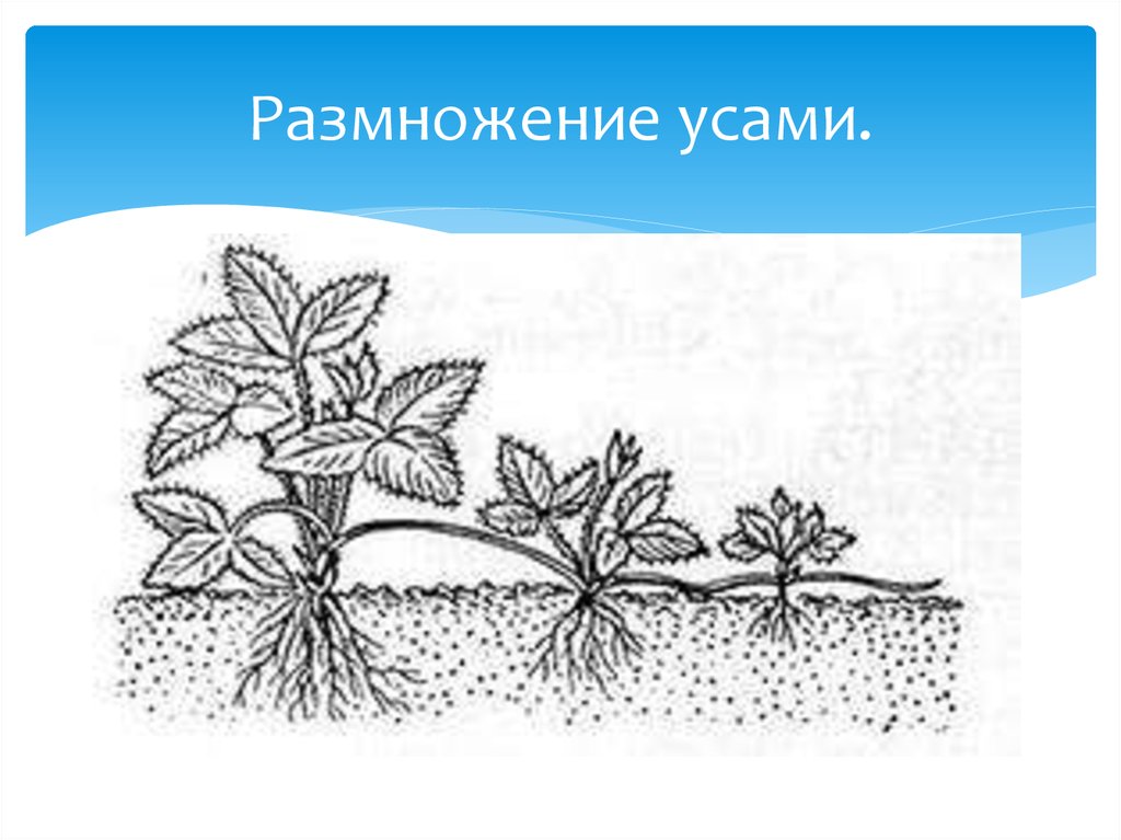 Как называется способ размножения садовой земляники изображенной на рисунке простое деление