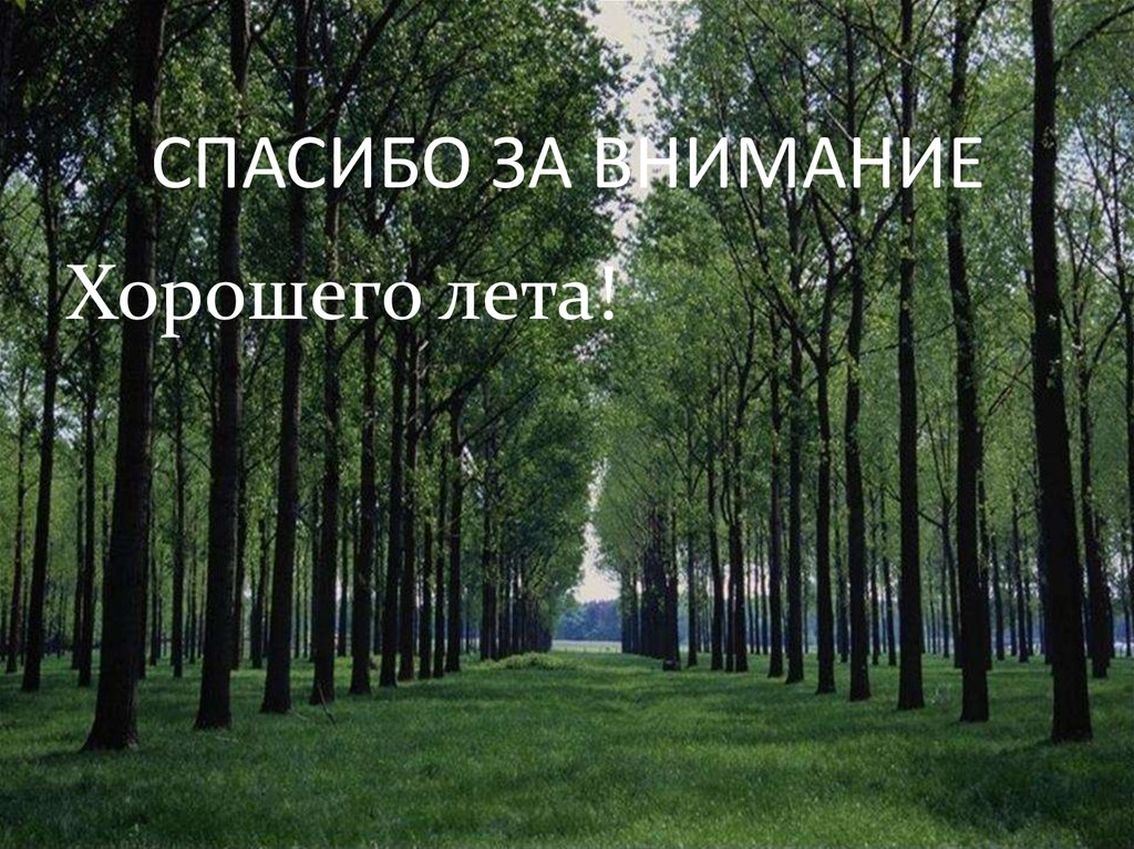 СПАСИБО ЗА ВНИМАНИЕ