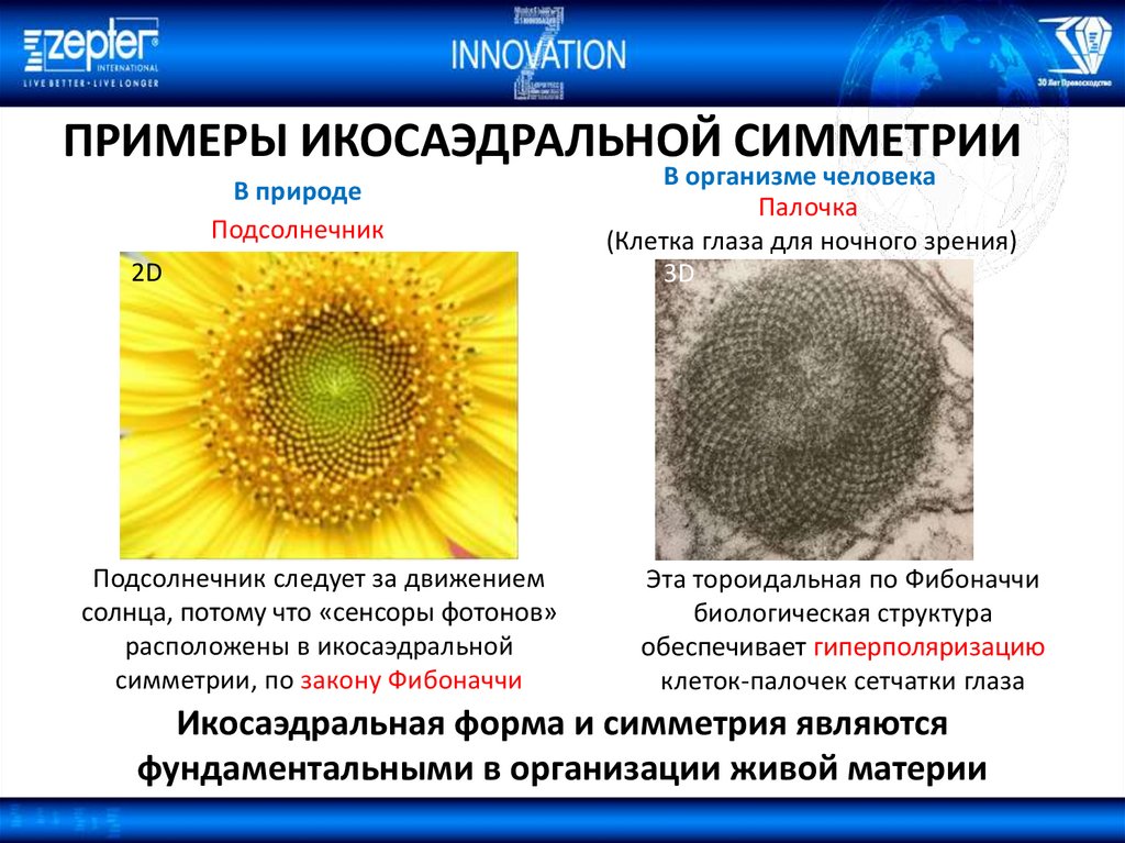 Клетки подсолнечника