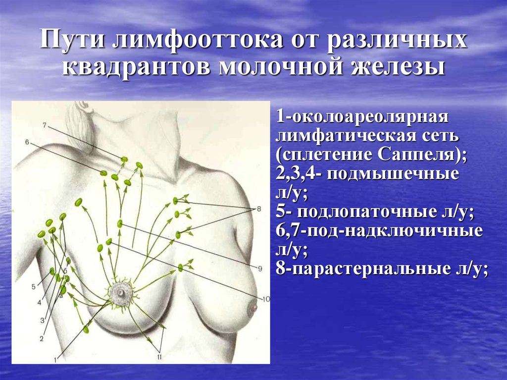 Лимфатические узлы груди. Лимфоотток от молочной железы узлы Зоргиуса. Аксиллярные и регионарные лимфоузлы. Схема оттока лимфы от молочной железы. Лимфатическая система молочной железы пути оттока.
