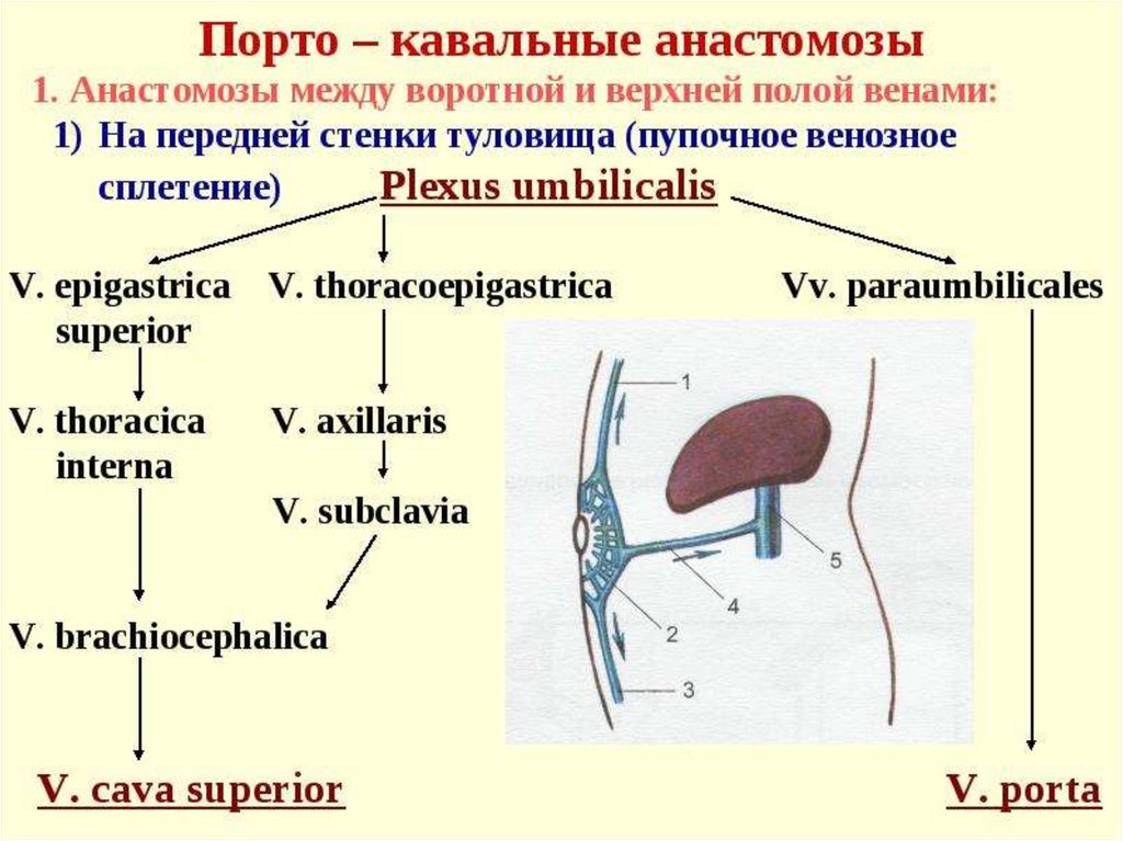 Венозные анастомозы рисунок