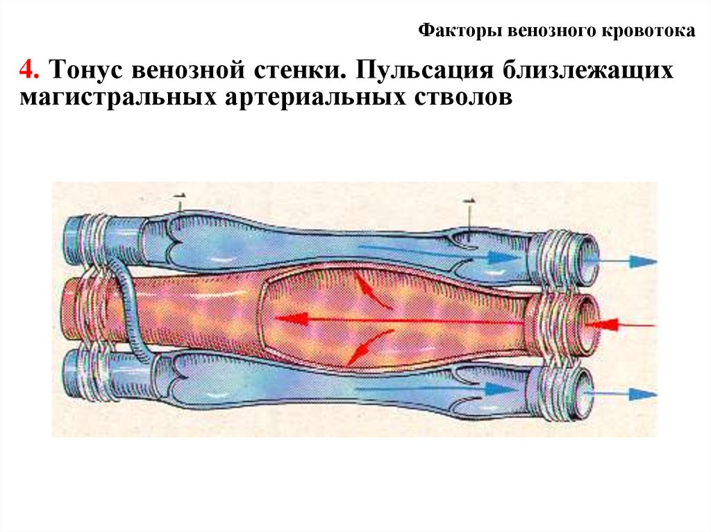 Факторы способствующие венозному кровотоку. Факторы венозного кровотока. Факторы влияющие на величину венозного кровотока. Венозное кровообращение регулируют.