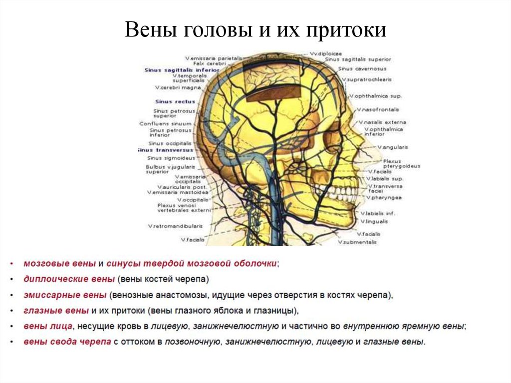 Верхние вены мозга