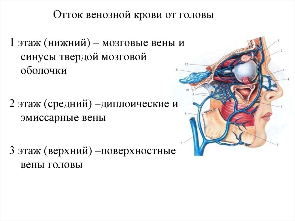 Отток крови от головного мозга. Области оттока венозной крови. Схема оттока венозной крови головы. Пути оттока венозной крови от головы. Эмиссарные вены головы анатомия.
