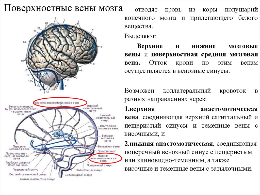 Верхние вены мозга. Переходные вены твердой мозговой оболочки. Венозный отток мозга схема. Вены головного мозга схема. Поверхностная средняя мозговая Вена.
