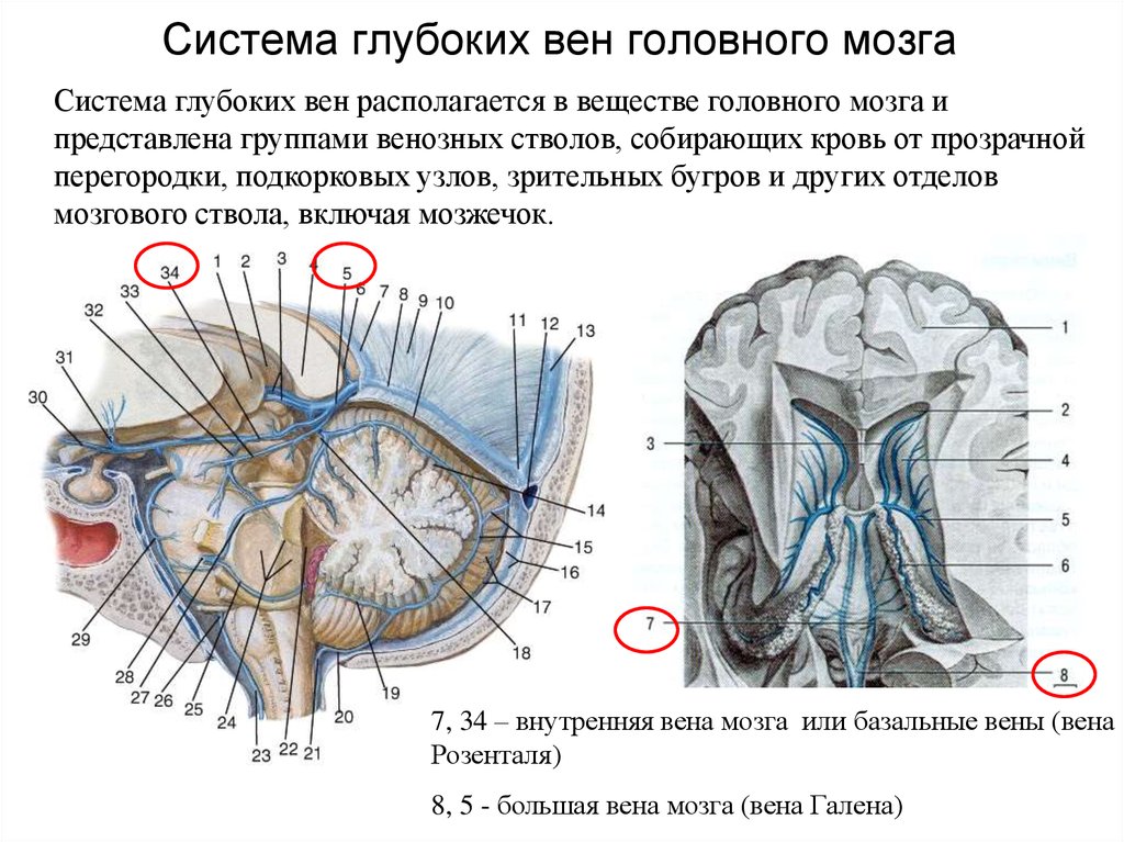Верхние вены мозга. Большая Вена мозга Вена Галена. Вены мозжечка анатомия. Базальная Вена Розенталя.