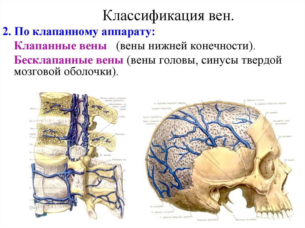 Типа вена. Классификация вен головы и шеи анатомия. Строение и классификация вен. Вены строение классификация.