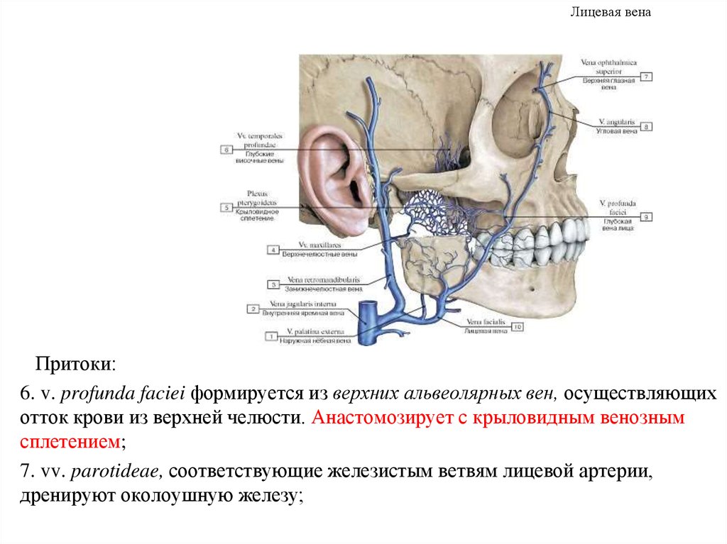 Альвеолярные артерии