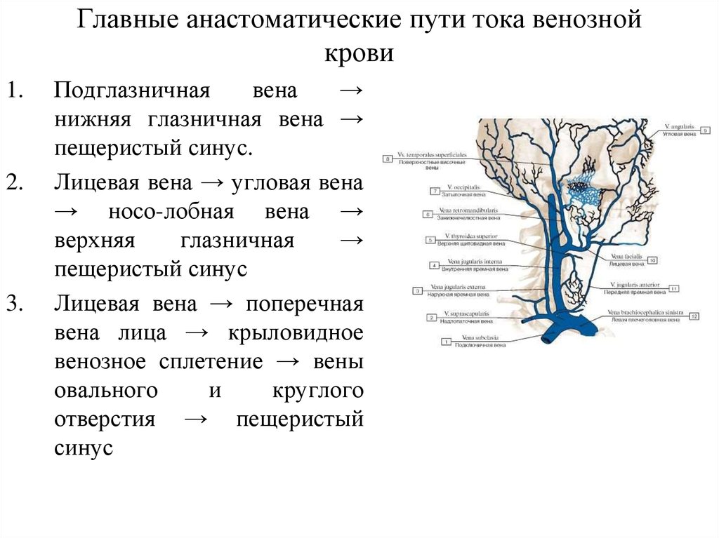 Венозная дисгемия по позвоночным сплетениям. Крыловидное венозное сплетение. Крыловидное сплетение вены. Венозный отток анатомия. Венозные сплетения головы.