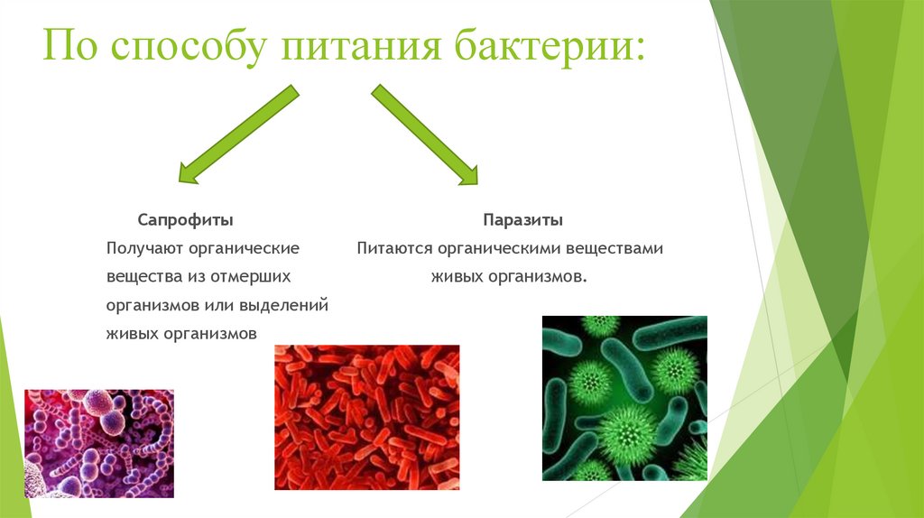 Бактерии какое вещество