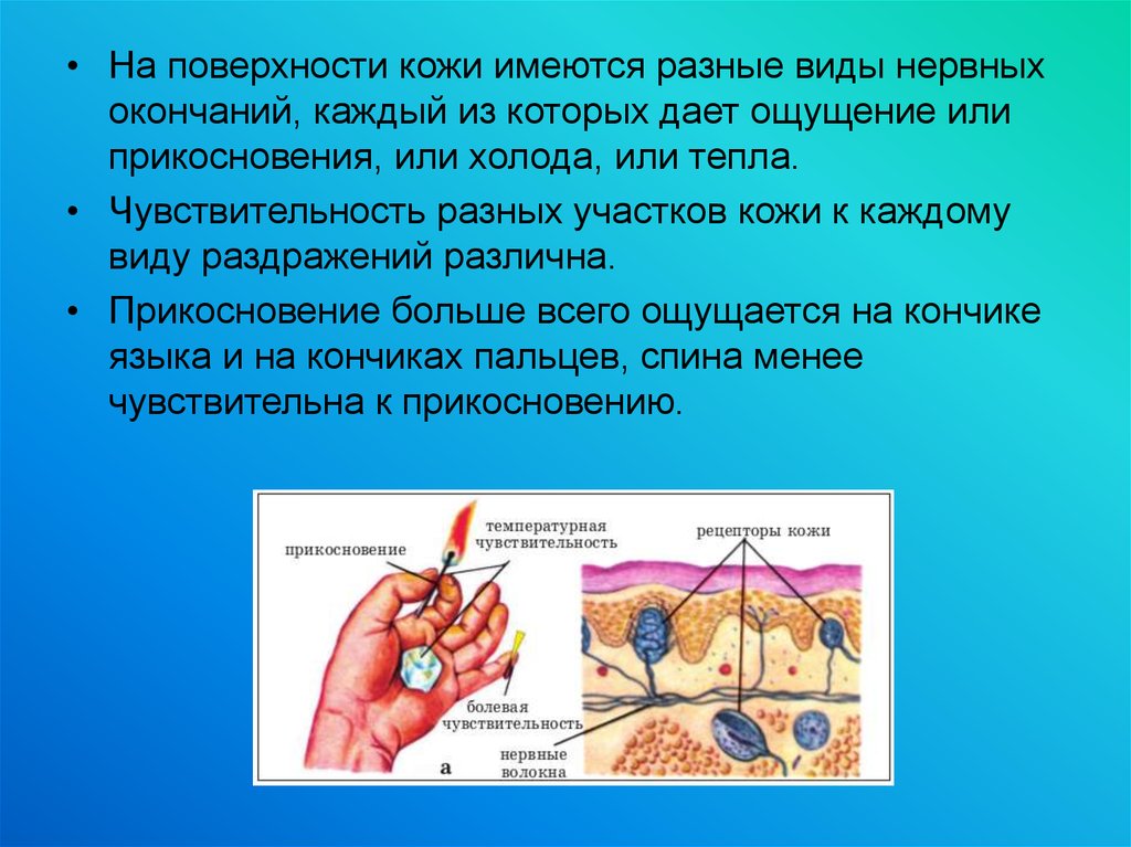 На поверхности кожи. Кожное чувство виды. Виды нервных окончаний. Нервные окончания на поверхности языка. Виды нервных окончаний кожи.