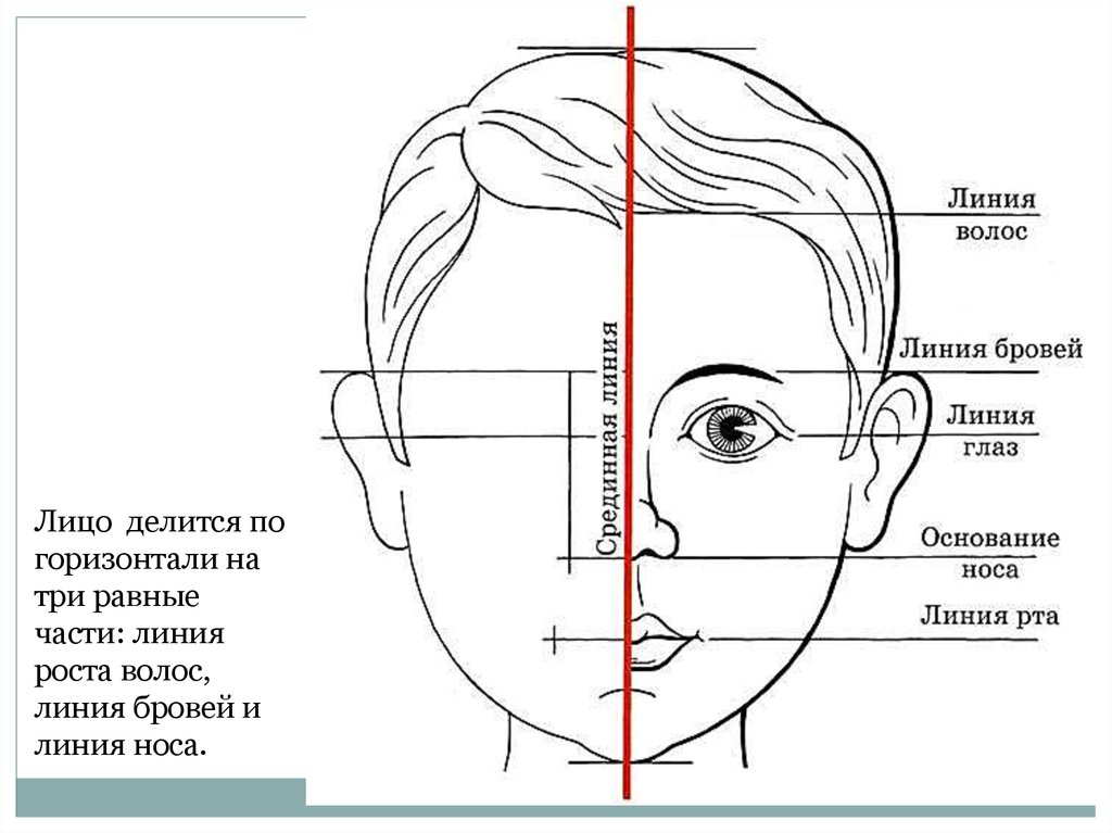 С чего следует начать рисунок головы человека