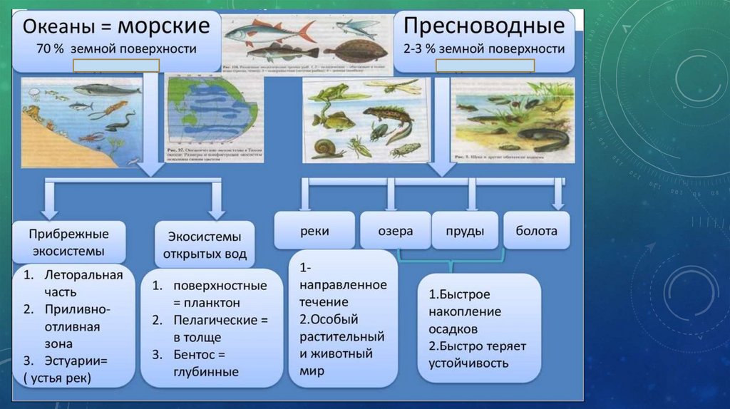 Многообразие экосистем схема