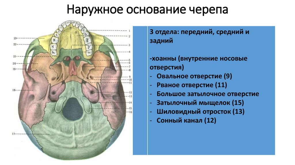 Основание черепа отделы. Наружное и внутренне основание черепа. Черепные ямки наружного основания черепа. Внутренне основание черепа отделы. Наружная поверхность основания черепа отделы.