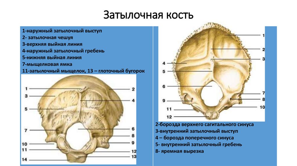 Мыщелок черепа. Строение затылочной кости черепа анатомия. Затылочная кость мыщелковая ямка. Строение черепа человека затылочная кость. Строение костей черепа затылочная.