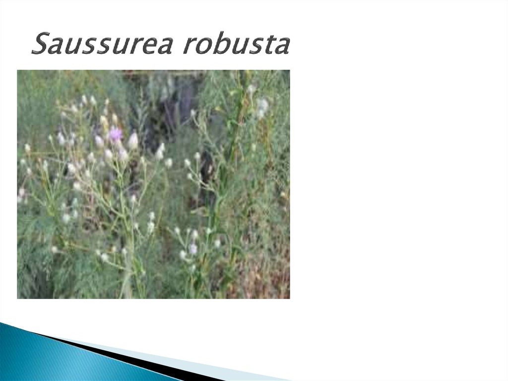 Saussurea robusta