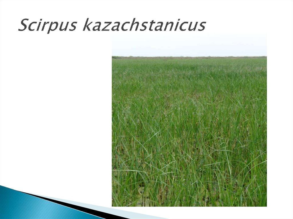Scirpus kazachstanicus