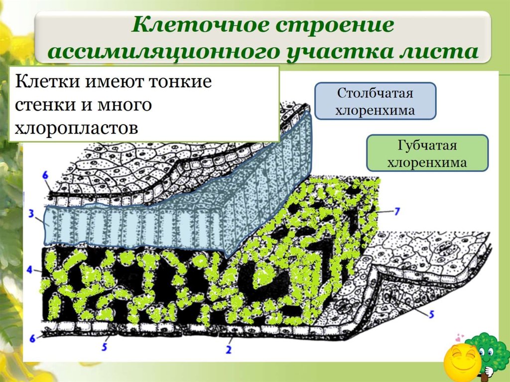 Ассимиляционная ткань фото