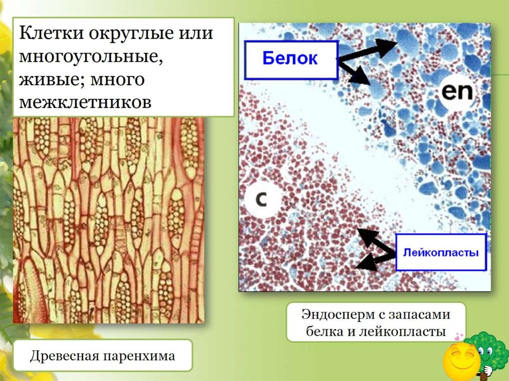 Растительные ткани пименов презентация