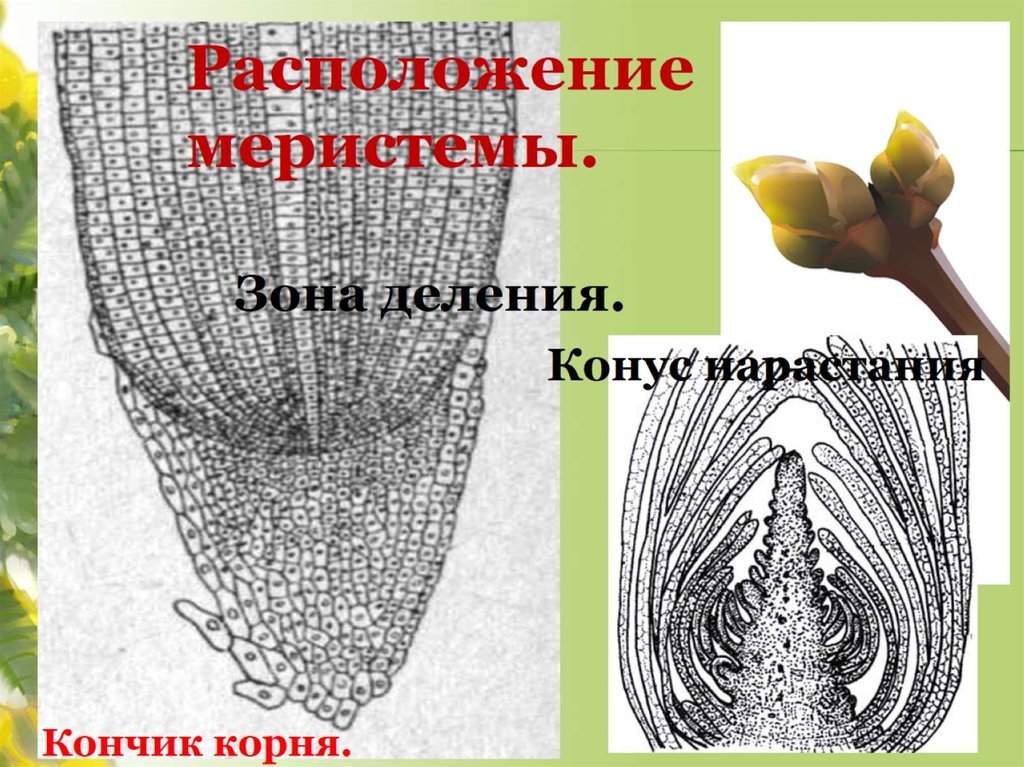 Образовательная ткань растений рисунок. Образовательная ткань растений рисунок ЕГЭ. Образовательная ткань растений белый рисунок. Даниил Дарвин ткани растений. Мацерация тканей растений.