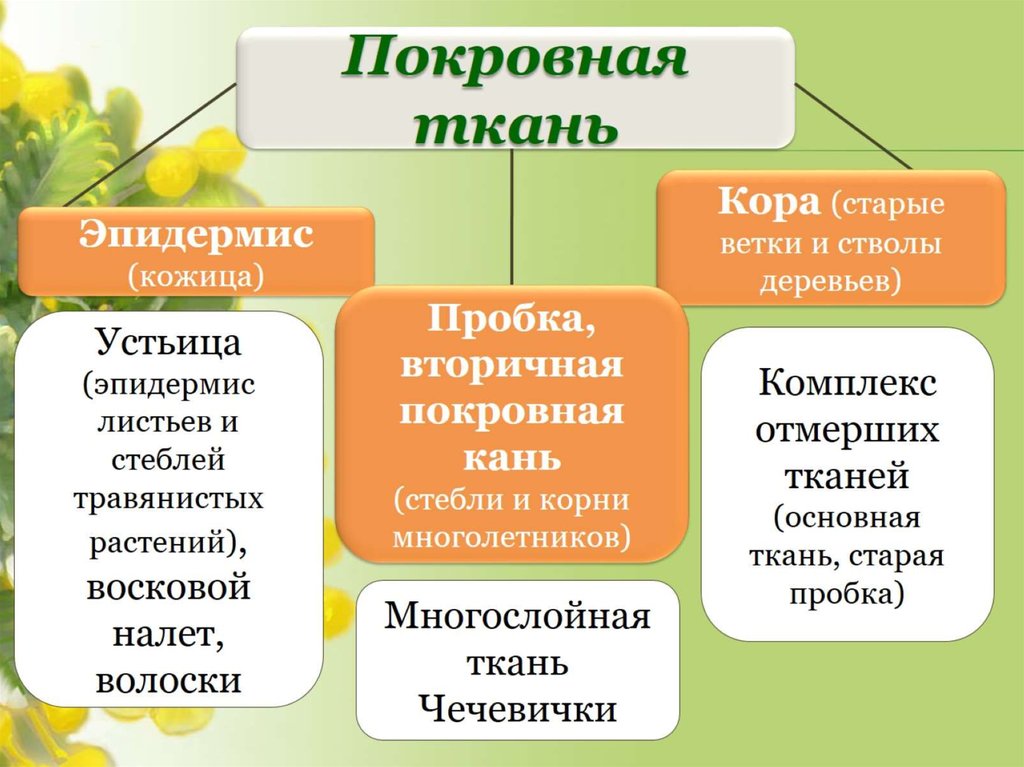 Ткани растений огэ презентация