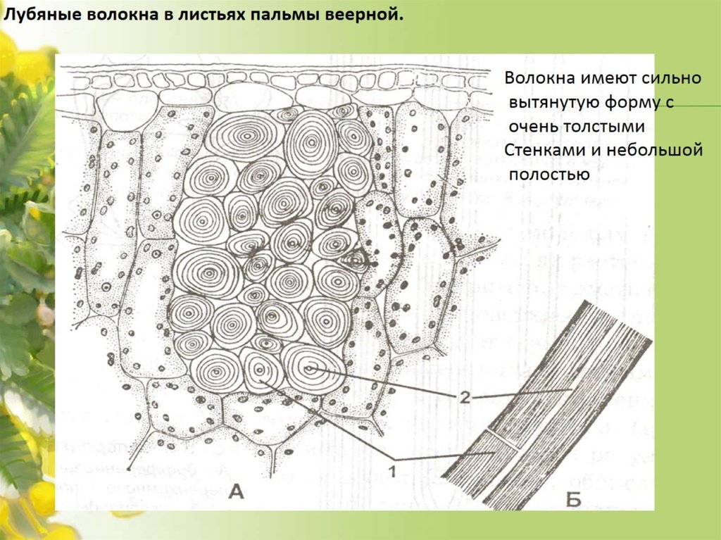 Лубяные волокна