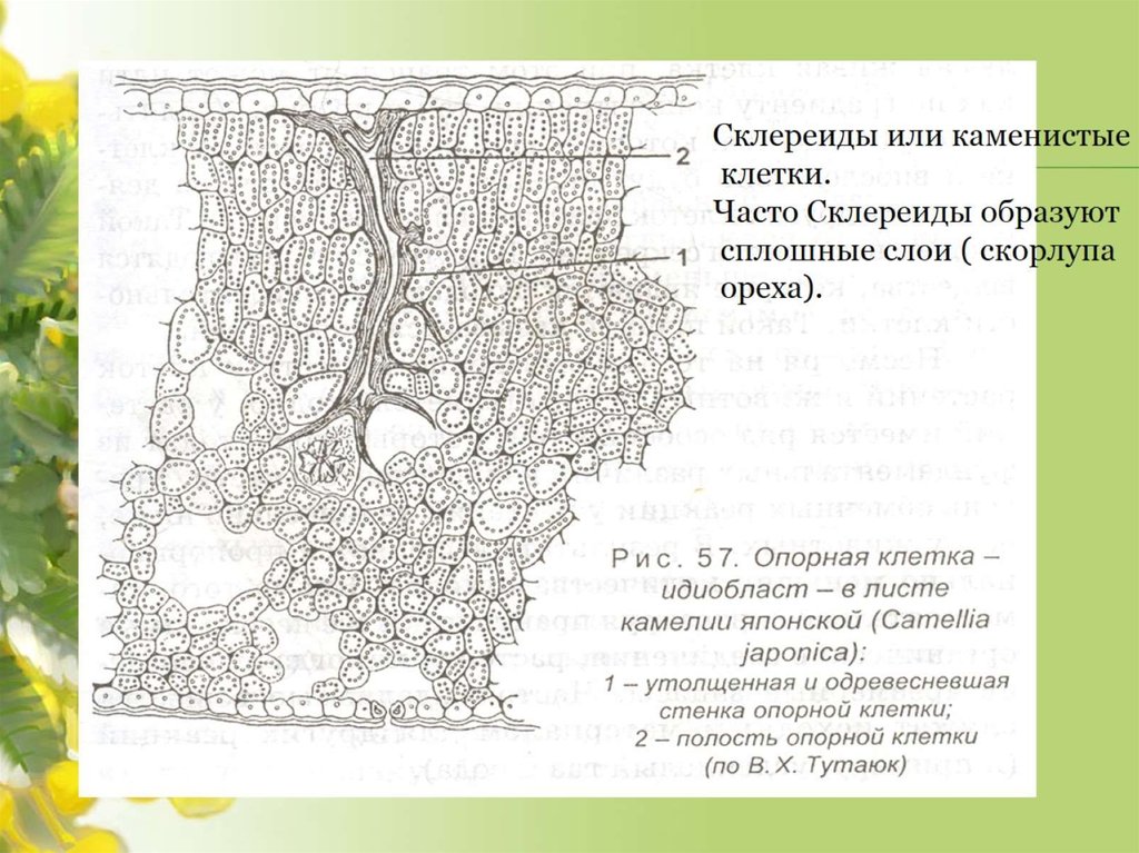 Какая ткань обозначена на рисунке. Склереиды листа камелии. Механическая ткань листа камелии. Опорные клетки в листьях. Склереиды строение.