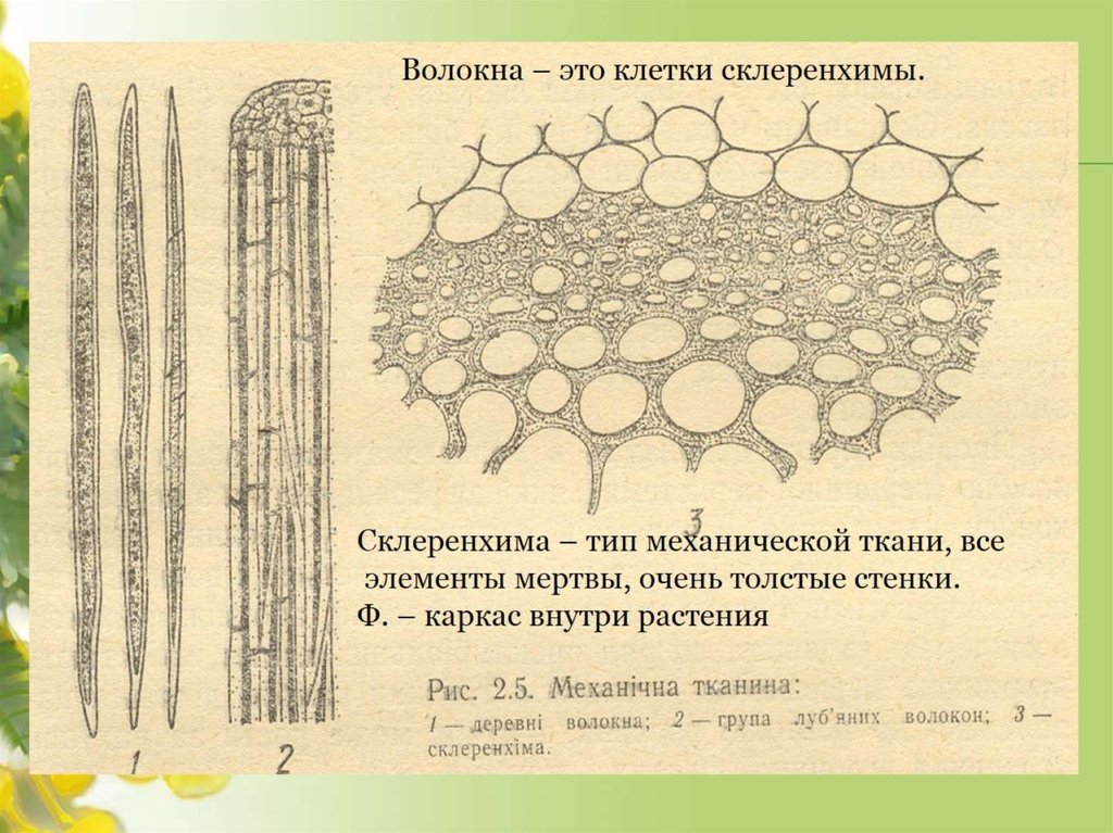 Механическая ткань особенности строения