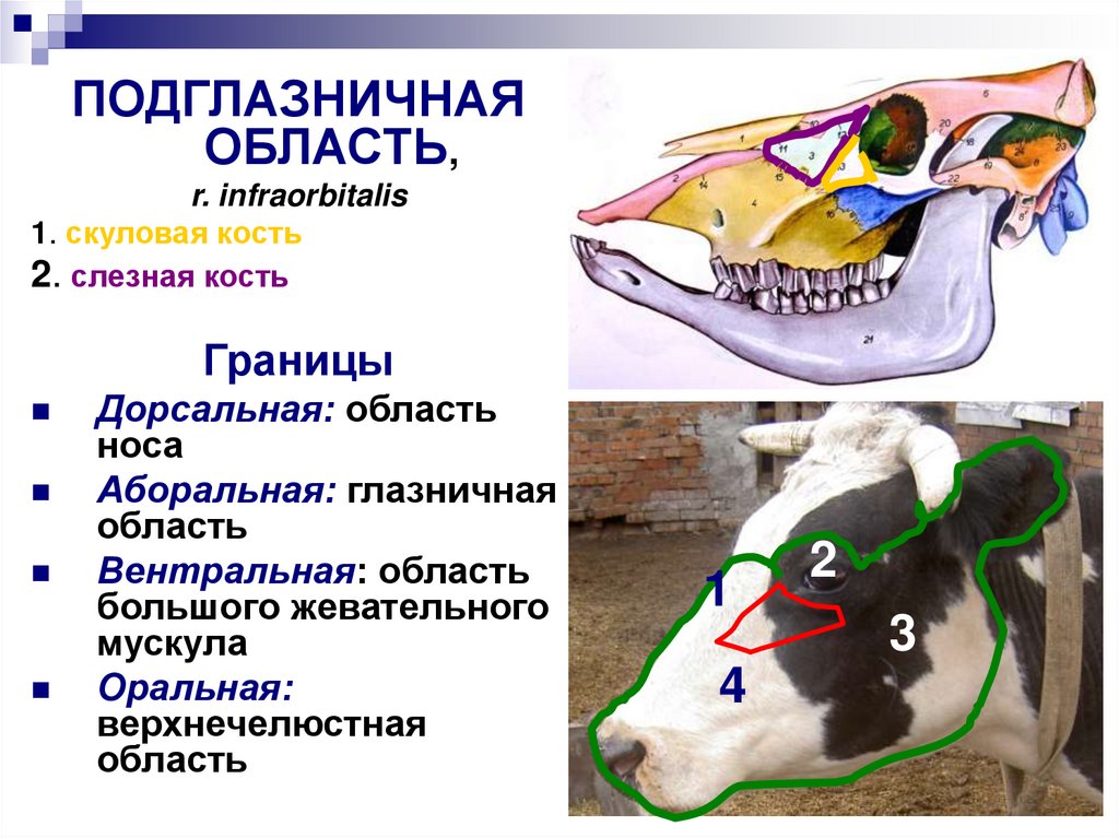 Топографическая анатомия головы презентация