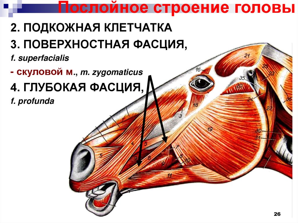 Топографическая анатомия головы