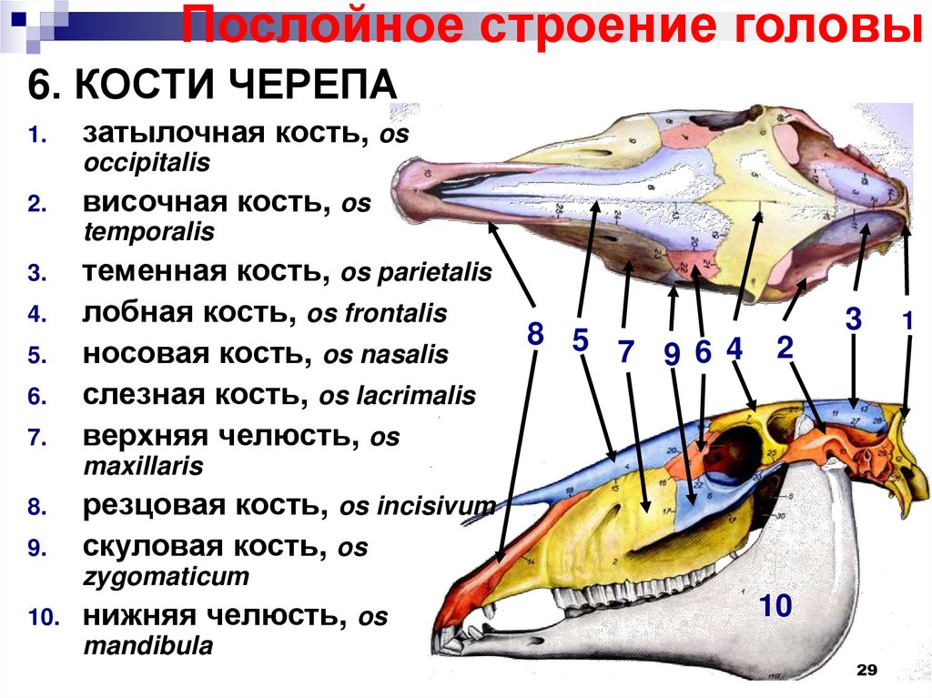 Топографическая анатомия головы презентация