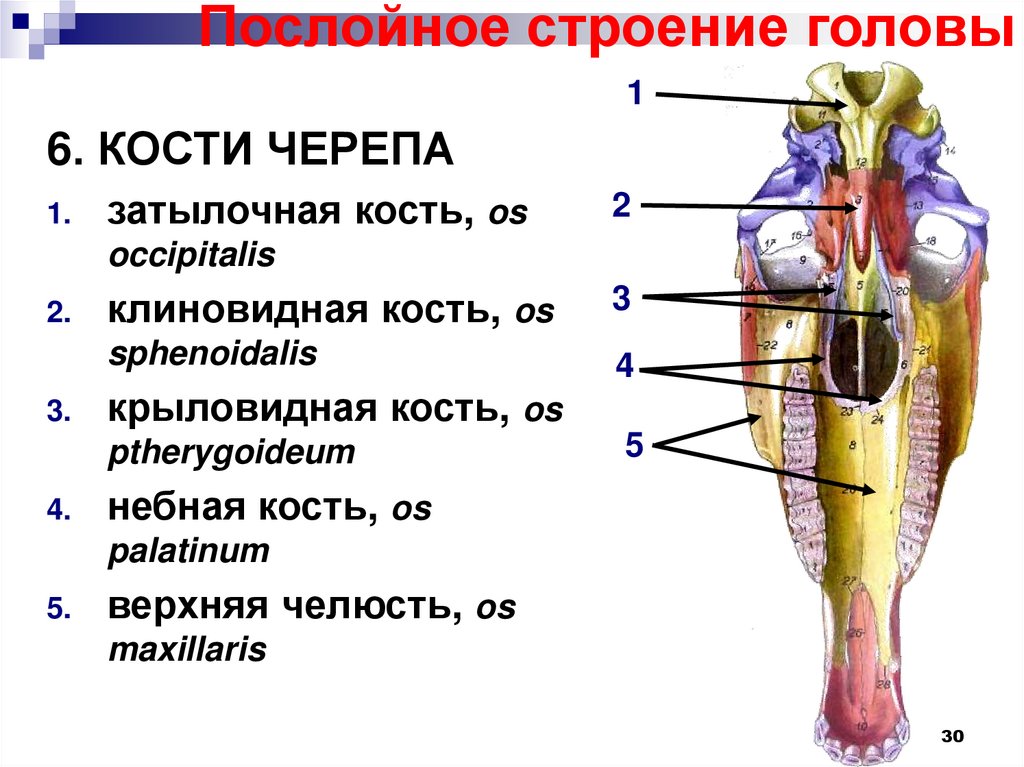 Топографическая анатомия головы презентация