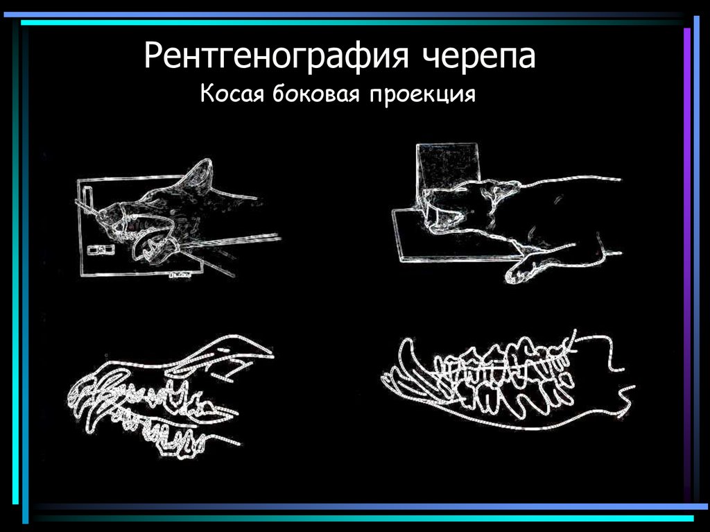 Проекции рентгенографии. Рентген черепа кошки боковая проекция. Рентгенография черепа презентация. Рентген черепа в 2-х проекциях расшифровка. Рентген черепа протокол.