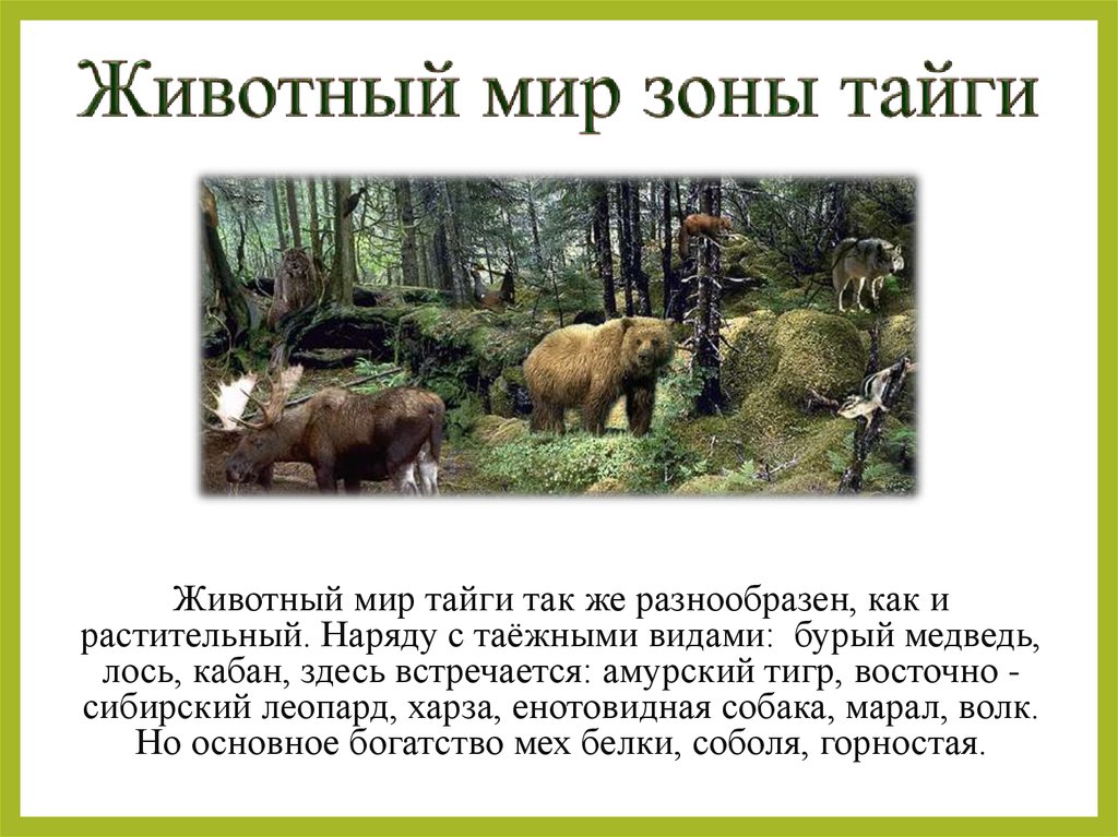 В какой природной зоне встречается медведь. Тайга презентация. Доклад на тему животный мир тайги. Животный мир таежной зоны. Тайга обитатели природной зоны.