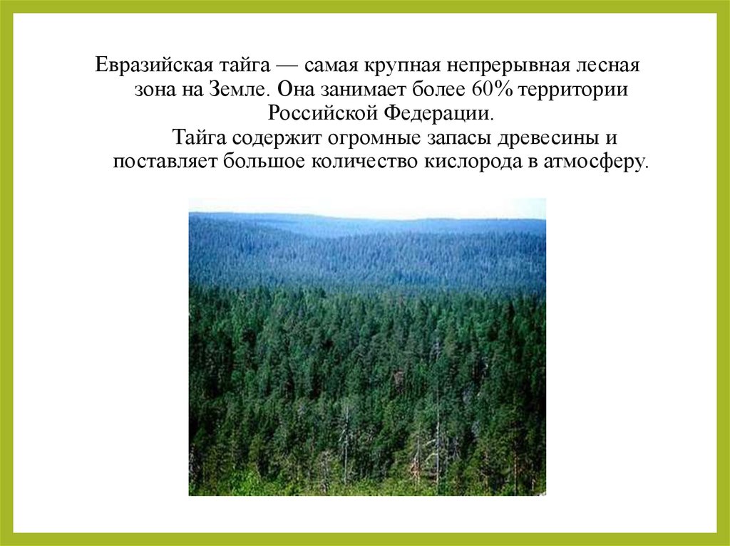 Тайга самая большая по площади природная зона. Зона тайги в России. Тайга природная зона. Евразийская Тайга. Лесная зона Тайга.