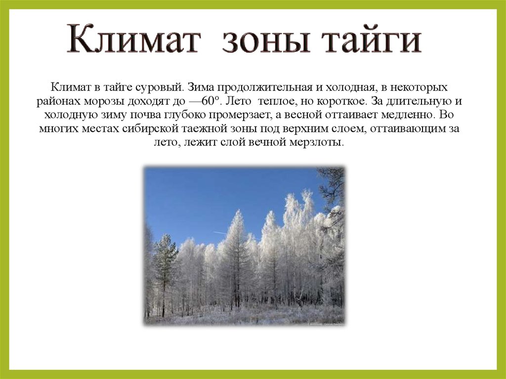 Природная зона продолжительная морозная зима. Признаки природных зон зона тайги. Природные зоны России Тайга 8 класс. Климат тайги кратко. Тайга климатические условия природной зоны.