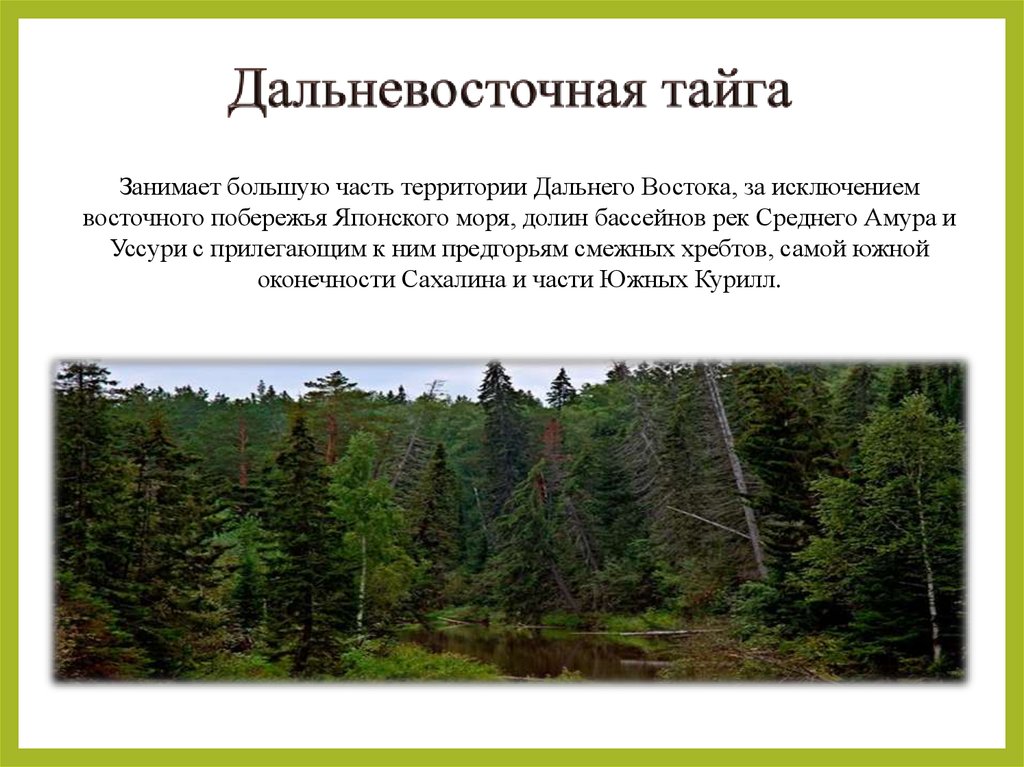 Презентация на тему тайга. Описание тайги. Тайга природная зона. Тайга описание леса. Проект природная зона Тайга.