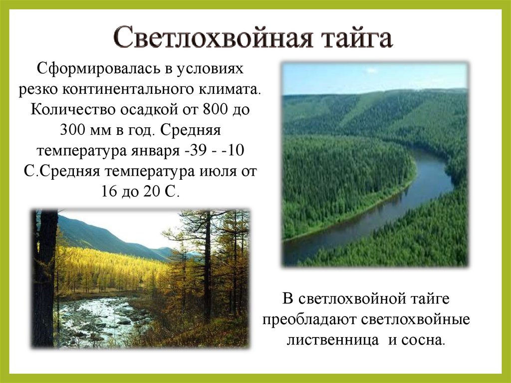 Природные особенности восточной сибири. Светлохвойная Тайга в Восточной Сибири. Светлохвойная Лиственничная Тайга. Климат светлохвойной тайги в России. Светлоло Хвойная Тайга.