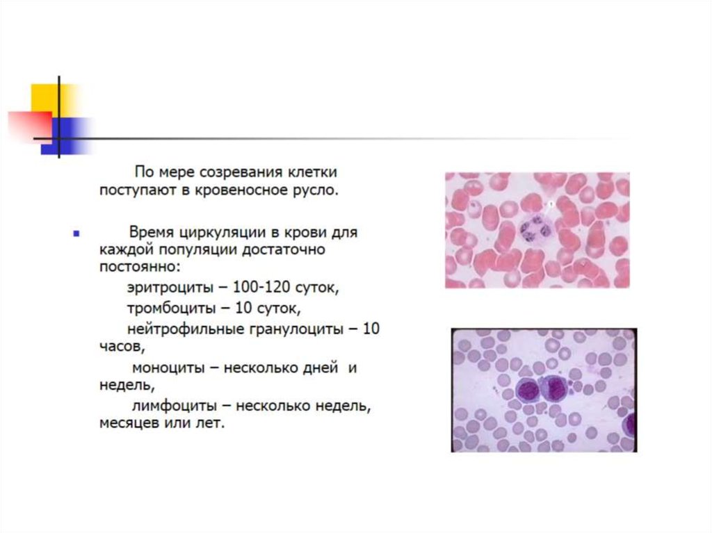 Реактивные изменения лейкоцитов. Время циркуляции эозинофилов в кровеносном русле. Созревающие клетки. Созревающие клетки крови это. Базофилопения изменение крови.