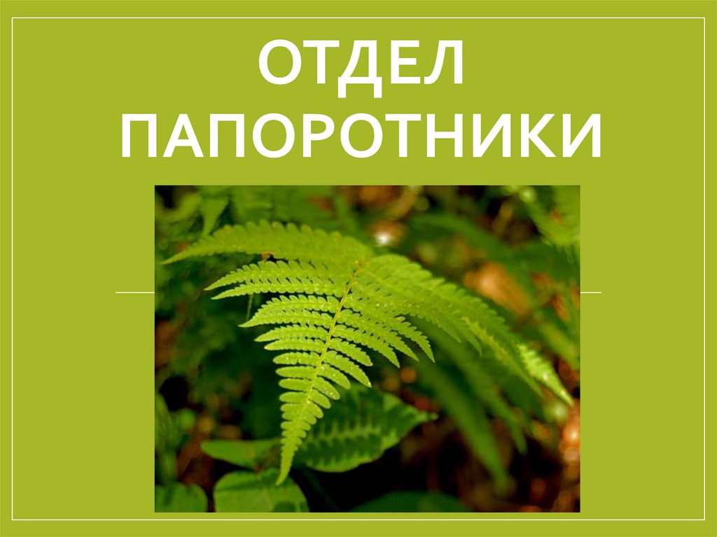 Отдел папоротники. Отдел Папоротниковидные. Щитовник отдел. Отдел папоротников характеризуются.