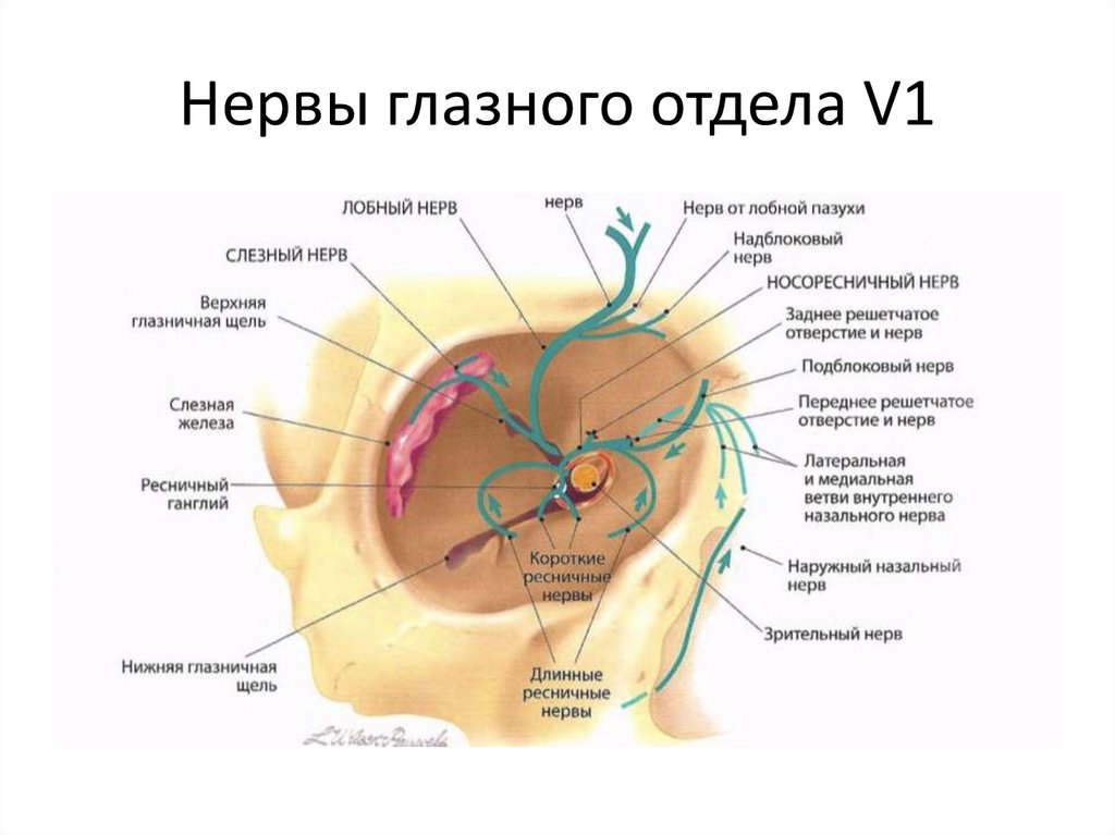 Нервы глазницы анатомия. Иннервация глазного яблока анатомия. Строение глазного нерва.