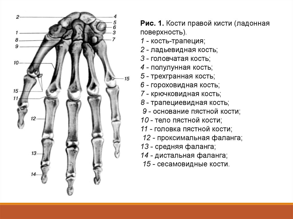 Кость запястья тип кости. Скелет верхних конечностей кости кисти. Кости кисти правой ладонная поверхность. Скелет верхней конечности кисть.