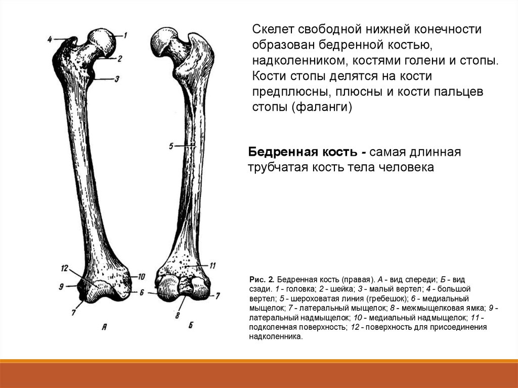 Бедренная отдел скелета. Скелет нижней конечности. Строение бедренной кости. Перечислите кости свободной нижней конечности. Кости нижних конечностей строение бедренная кость. Кости свободной нижней конечности бедренная кость.