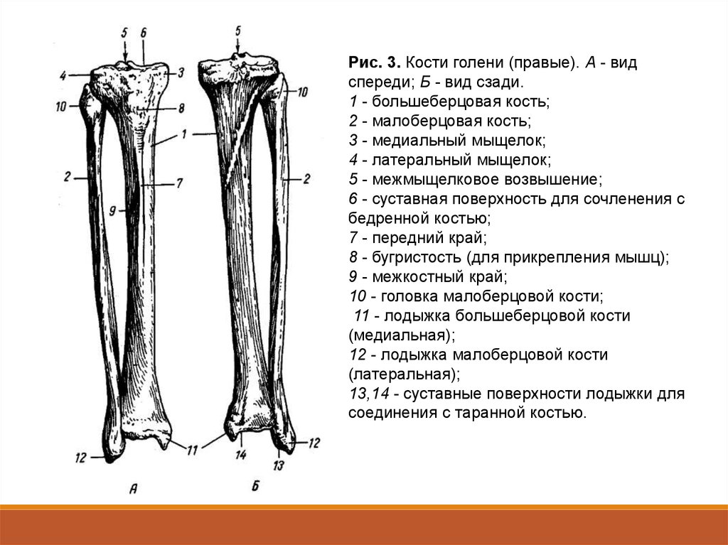 Большеберцовая. Кости голени правой вид спереди. Кости голени малоберцовая кость. Большеберцовая и малоберцовая кость. Малоберцовая кость спереди и сзади.